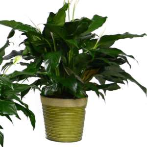 Classic Peace Lily - Deluxe