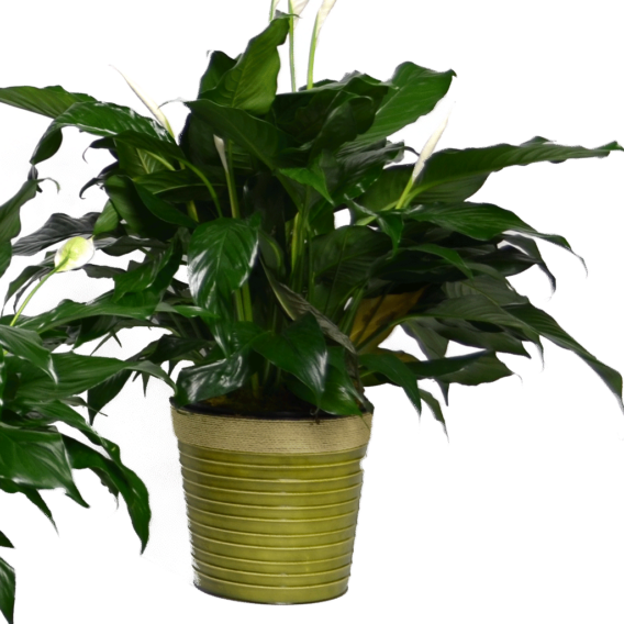 Classic Peace Lily - Deluxe