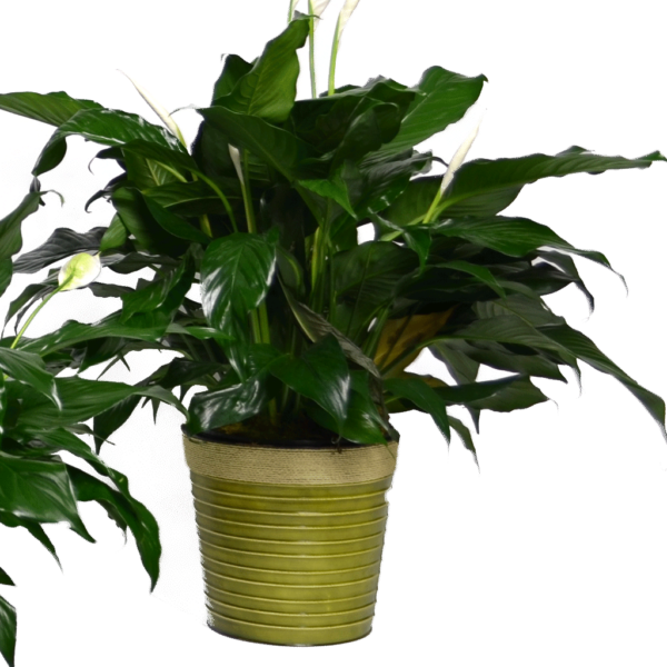 Classic Peace Lily - Deluxe