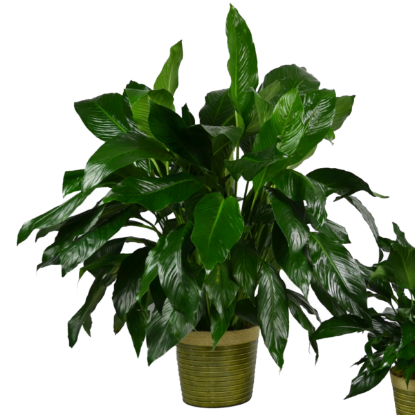 Classic Peace Lily - Premium