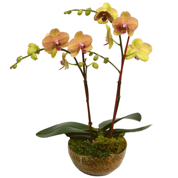 Elegant Double Stem Orchid