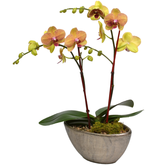 Elegant Double Stem Orchid