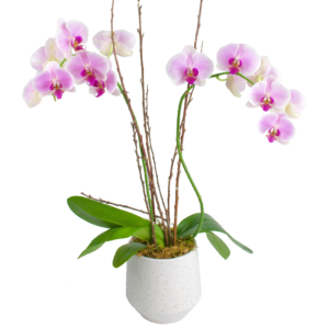 Elegant Double Stem Orchid in Upgraded Container