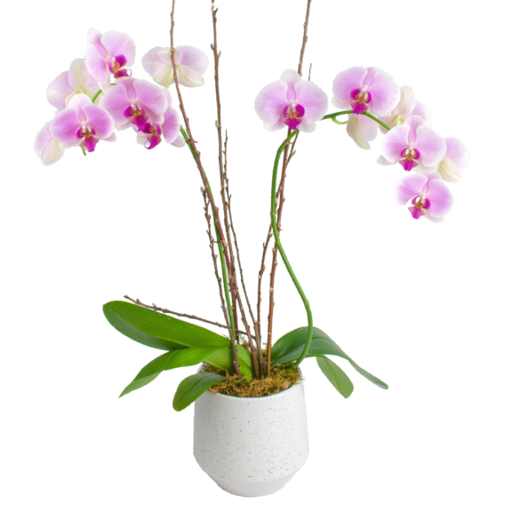 Elegant Double Stem Orchid in Upgraded Container