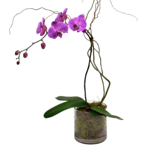 Elegant Single Stem Orchid