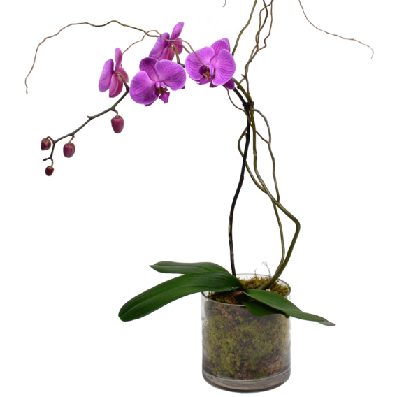 Elegant Single Stem Orchid