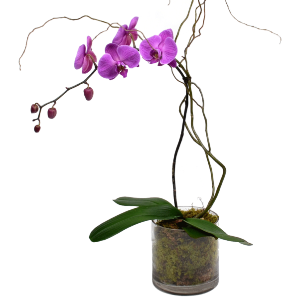 Elegant Single Stem Orchid