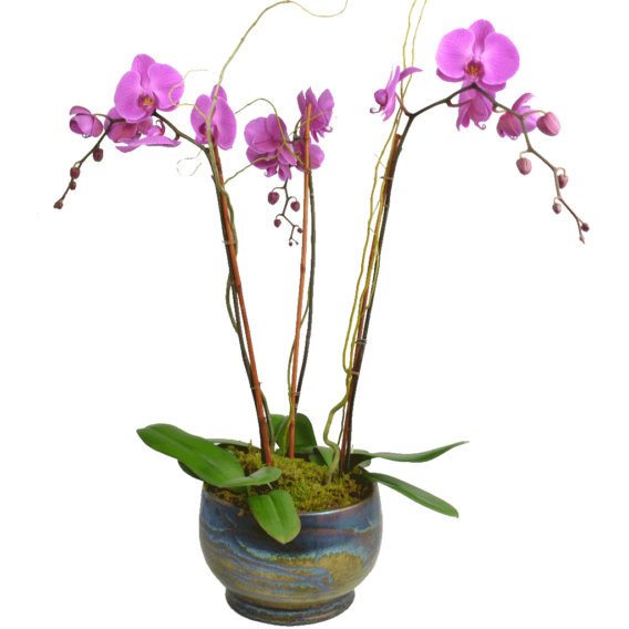 Elegant-Triple-Stem-Orchid