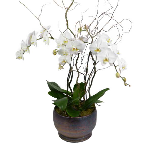 Elegant Triple Stem Orchid