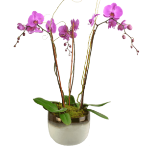 Elegant Triple Stem Orchid