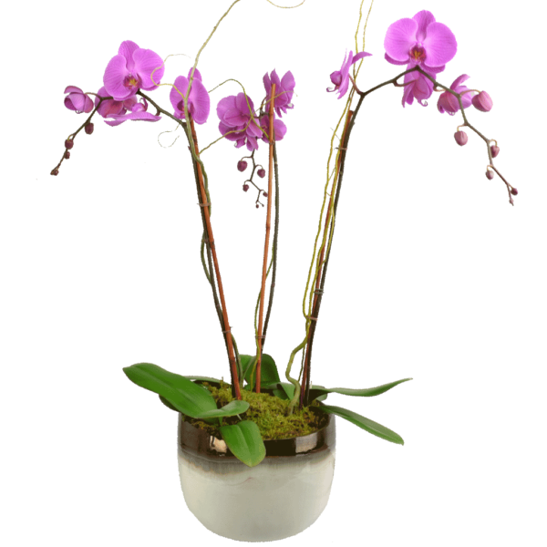 Elegant Triple Stem Orchid