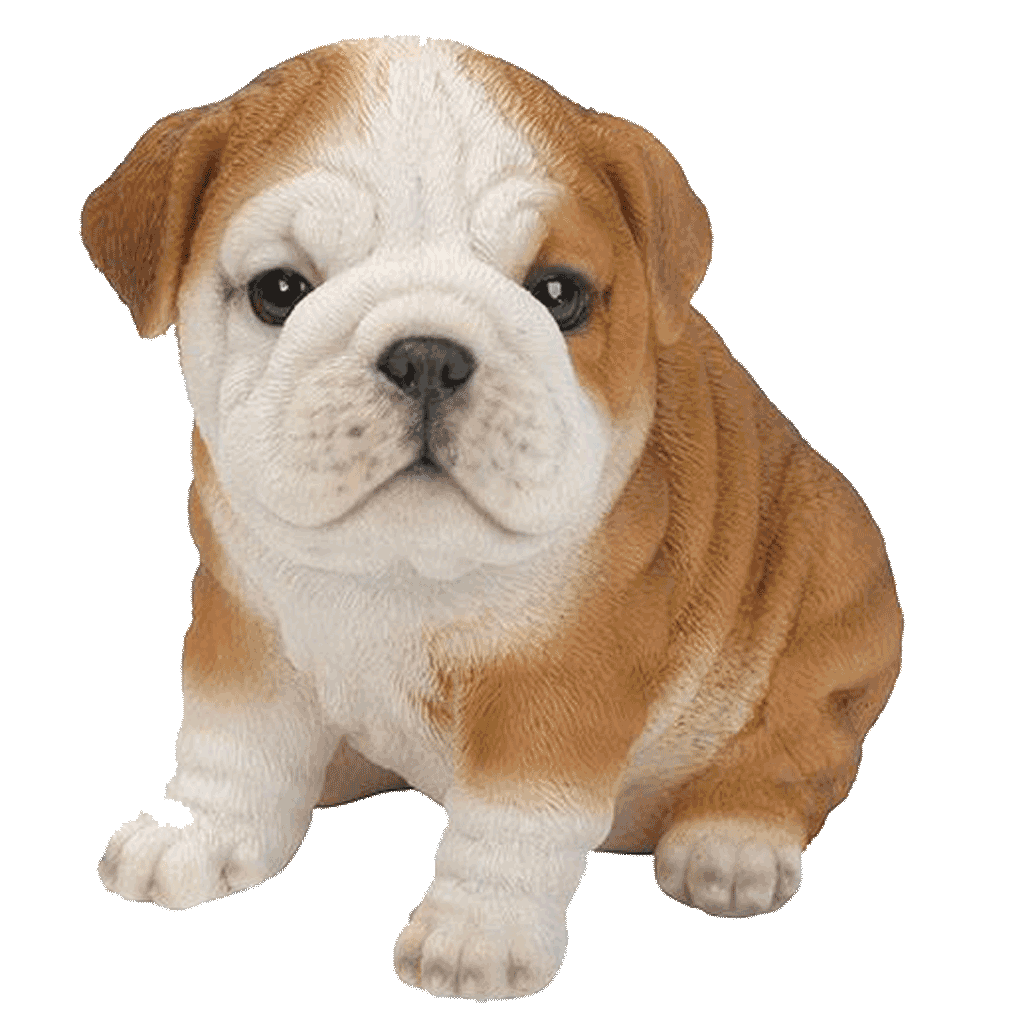 puppy bulldog bulldog puppy garden puppy bulldog bulldog puppy garden