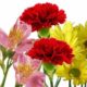 Cut Fresh Flowers for Dish Gardens