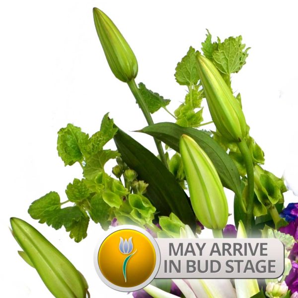 Bud Stage Notice