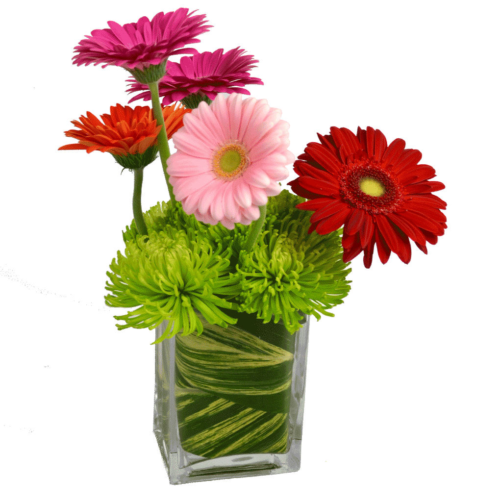 Field-of-Daisies.png