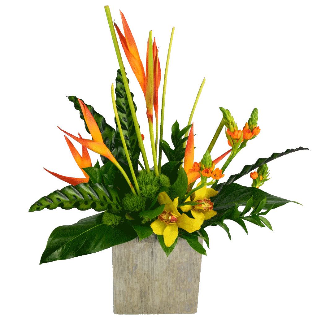Tropical-Treasure.png