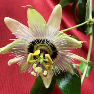 Passion Flower