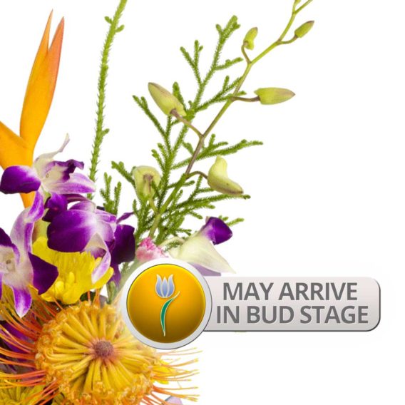 Bud Stage