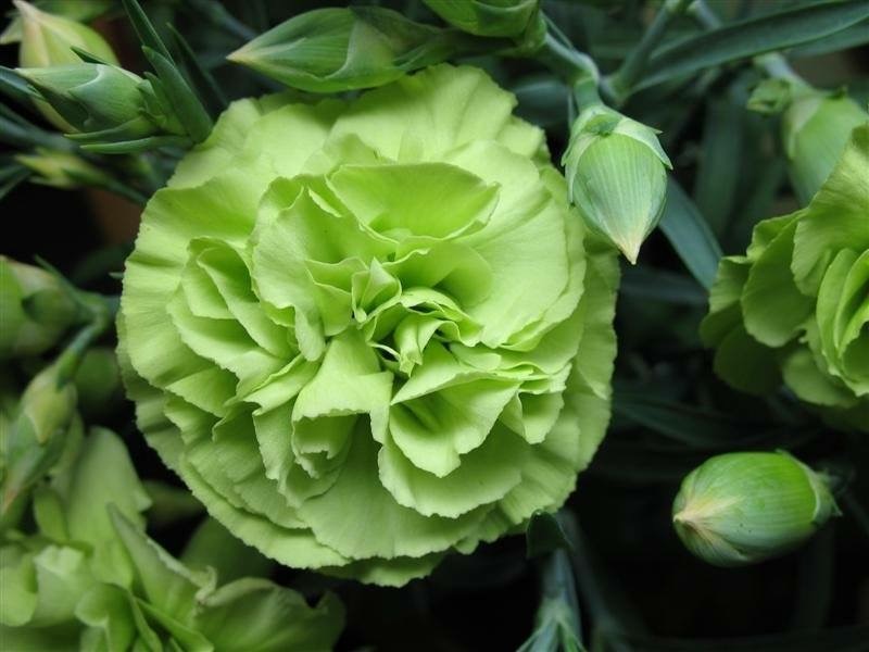 St patricks day flowers discount