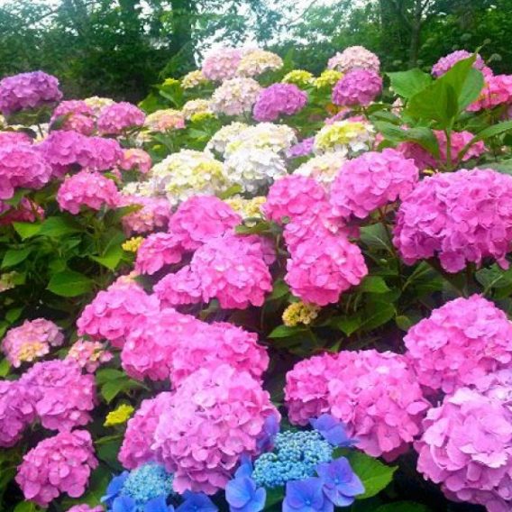 hydrangea