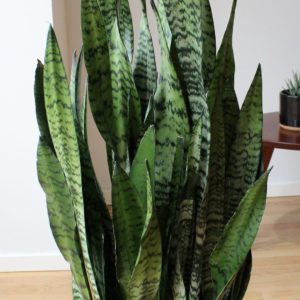 snake plant