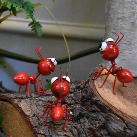 Happy red Ants