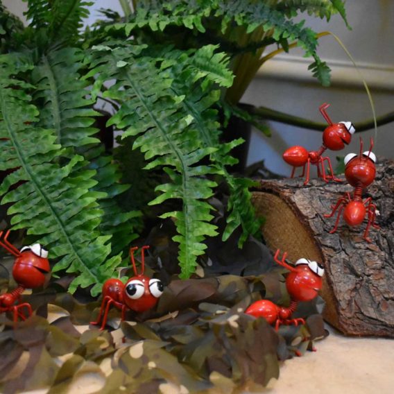 Happy red Ants