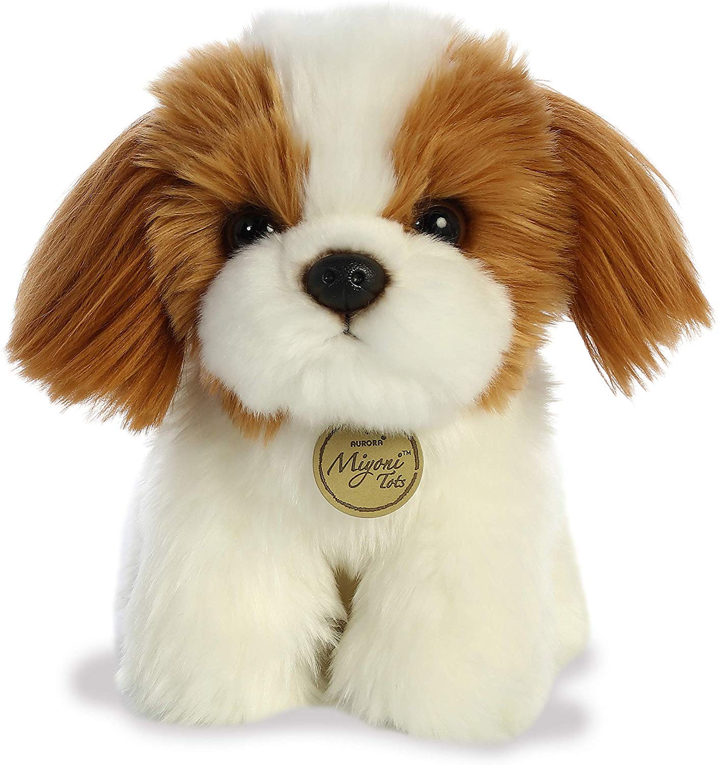 11 Shih Tzu Puppy 11 Shih Tzu Puppy