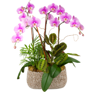 Elegant Triple Stem Orchid Garden
