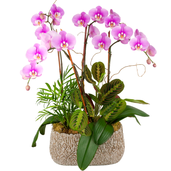 Elegant Triple Stem Orchid Garden