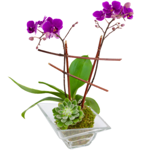 Imperial Orchid