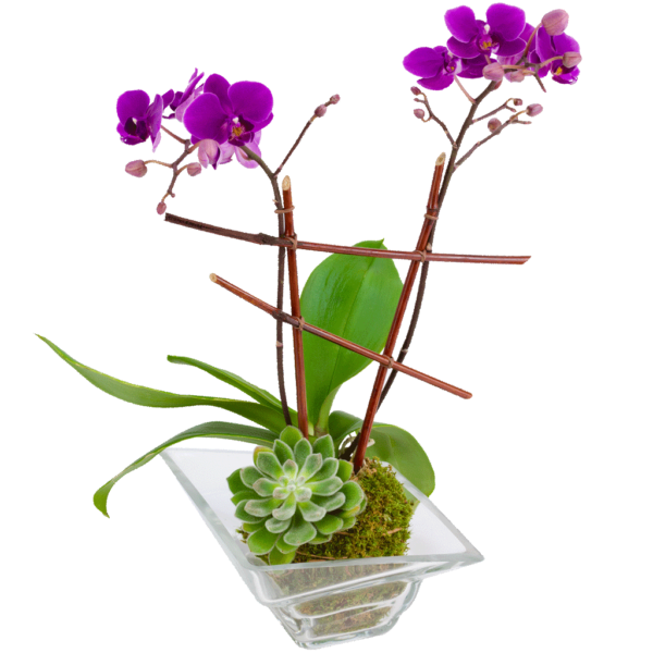 Imperial Orchid