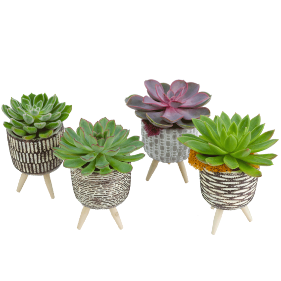 Single Succulent Arrangement