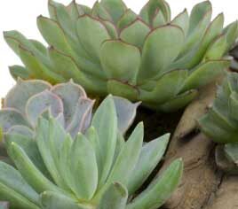 Succulent blog