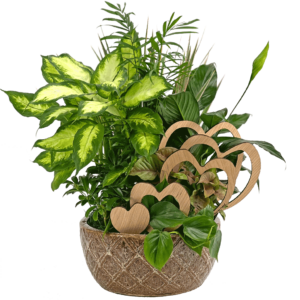 Growing Love Dish Garden