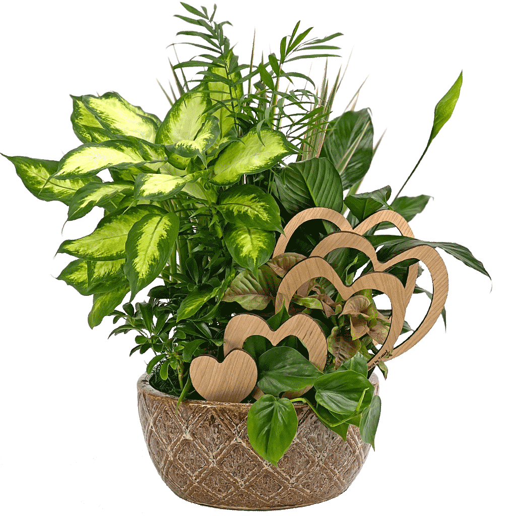 Plants Flowers Karin's Florist Voted Best Florist in America