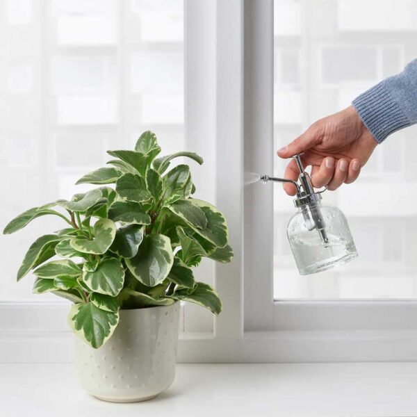 Glass Plant Mister