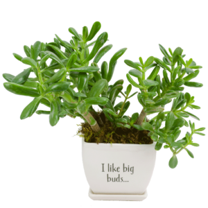 Big Bud Jade Plant
