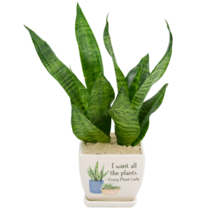 Crazy Plant Lady Sansevieria Plant