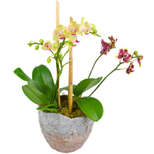 Earthly Delight Mini Phalaenopsis Orchid