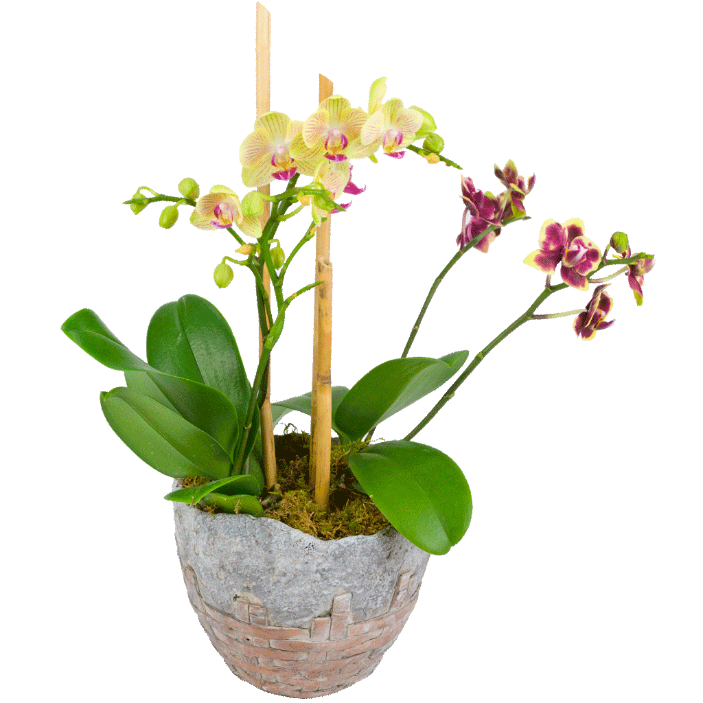 Earthly Delight Mini Phalaenopsis Orchid
