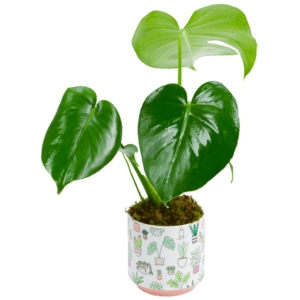 Modern Monstera Plant