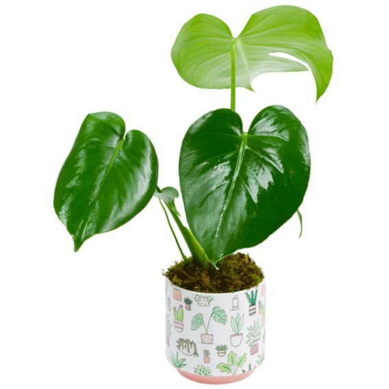 Modern Monstera Plant