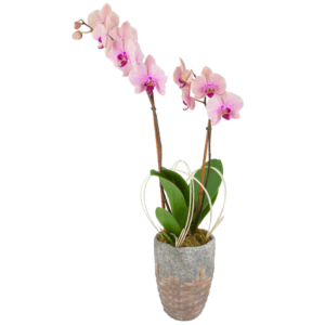 Radiant Blush Orchid