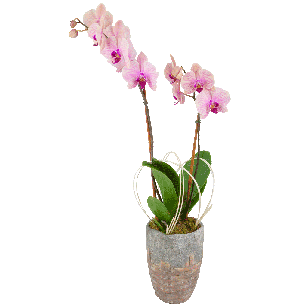 Radiant Blush Orchid