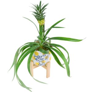 Stitch's Pineapple Paradise