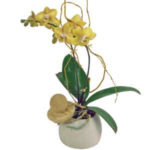 Sunburst Orchid