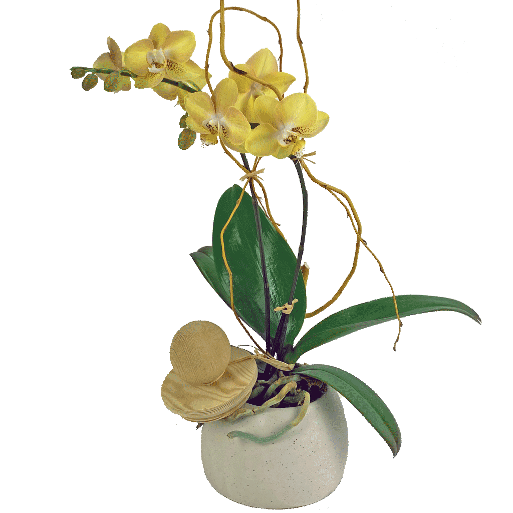 Sunburst Orchid