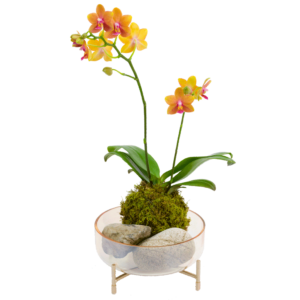 Sunburst Orchid