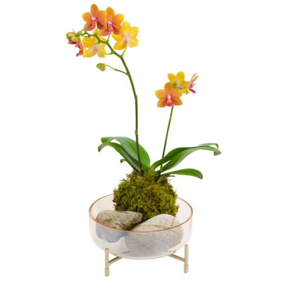 Sunburst Orchid